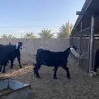 معزا