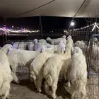 طليان مناسبات ذبائح عزايم جده يوجد توصيل