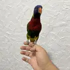 للبيع لوري اليف يتكلم يقول حبيبي سلام عليكم بوسه بوسه ويرقص