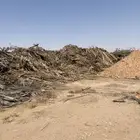 عسيب سعف جريد نخل