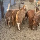 طليان سواكني حمري العدد 5 اعمارها جدعان جبره لا يفوتكم الطيب