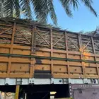 جريد نخل سعف عسيب