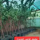 شتلات لجميع الفواكه المثمره