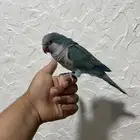 كويكر أليف العمر سبع شهور الجنس غير معروف