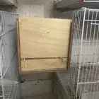 بياضه روز بادجي