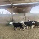 رخال نجد
