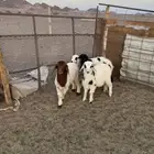 للبيع بهم