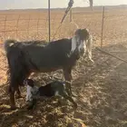 معزا مواليد