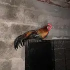 ديك وا 2 دجاج فنك