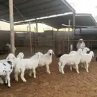 خرفان ورخال حريات