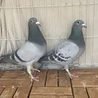 زاجل سباق ( تم البيع )