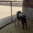 تيس جذع مشروط صنف