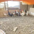 دجاج للبيع الموقع الوجه