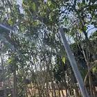 شتلات واشجار زينه ومثمر وداخليه باسعار طيبه