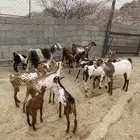 معزاء للبيع