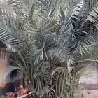 نخل للبيع. الحويه