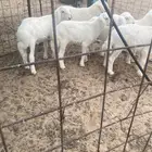 حريات هرافي