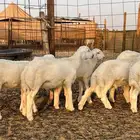 بهم تربيه نضيف مراح وحد الصحه شرط