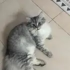 قط شيرازي للتبني