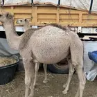 للبيع قعدان