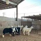 خرفان ورخال نجد
