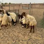 غنم موليد 7 معهن 7
