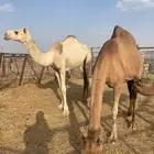 ناقة خلفة وبكرة شقحا