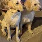 الرياض