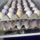 بيض بلدي للآكل