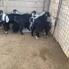 تيوس للبييع