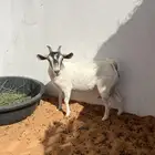 عنز هجين قزمي