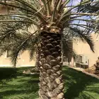 تكريب وتنظيف وتلقيح وزراعة جميع انواع النخيل