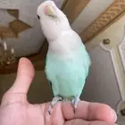 روز مفطوم اليف