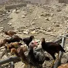 دجاج هجين باكستاني ذكران العدد 10