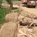 نخيل نارجيل جوز الهند جميع المقاسات