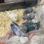 فروخ روز و فيشر و كروان