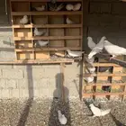 حمام فرنسي وبلدي وباكستاني