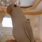فرخ روز مفطوم