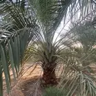 نخل جثايث وفسايل