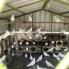 حمام فرنسي