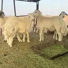 خرفان حريات