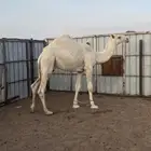 للبيع قعود