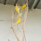 كروان كنيور اليف وروز بالجرشي