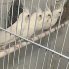 طبات كروان البينو