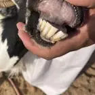 للبيع عنز كفو تحتها 2جفرات