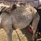 للبيع قعود