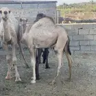 بكره للبيع مفروده
