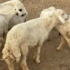 طلي فحل مشروط