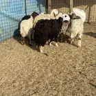 رخال