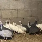 حجل ذكور وإناث